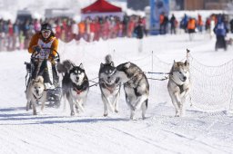 Lenk 2013